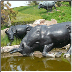 大型公园溪水牛